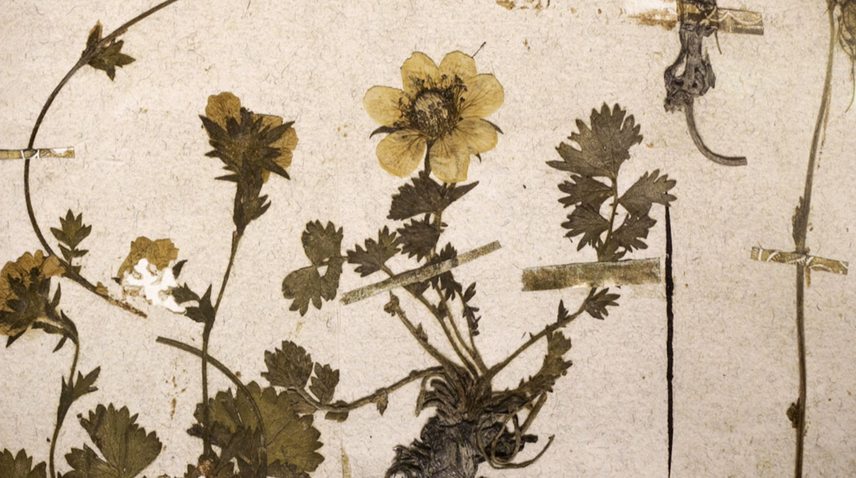 Inland Island still #4